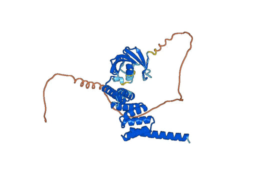 Recombinant Human FKBPL, N-His