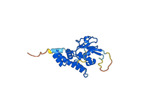 Recombinant Human FLCN Protein, N-His