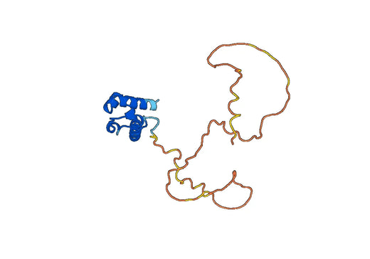 Recombinant Human FLI1, N-His