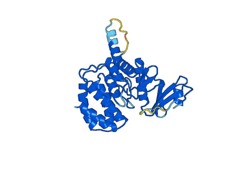 Recombinant Human FN3K, N-His