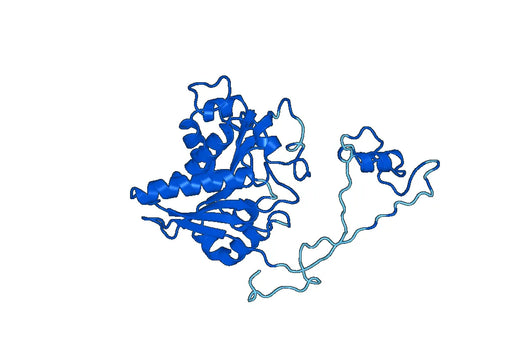 Recombinant Human FOLH1, N-His