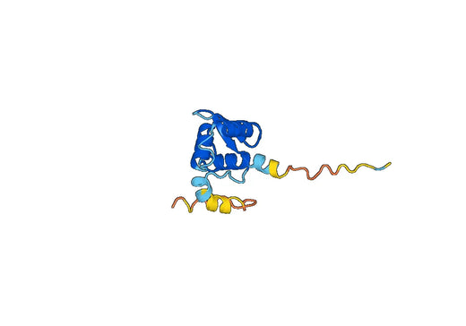 Recombinant Human FOXP3 Protein, N-His-SUMO