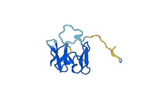 Recombinant Human FSCN1, N-His