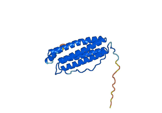 Recombinant Human FTMT, N-His