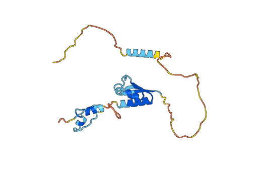 Recombinant Human FUBP1, N-His