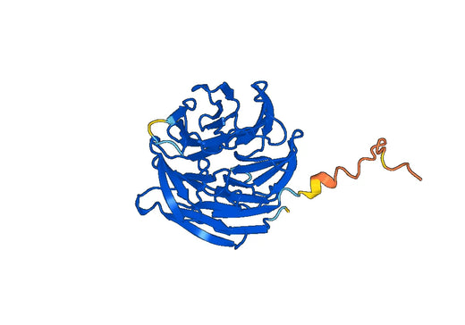 Recombinant Human FZR1 Protein, N-His