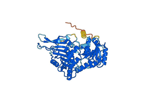 Recombinant Human G6PD Protein, N-His