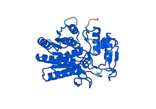 Recombinant Human GALE Protein, N-His