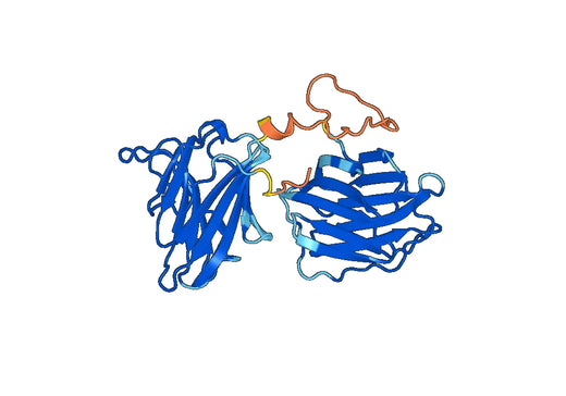 Recombinant Human Galectin-8/GAL8 Protein, N-His & C-Flag