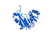 Recombinant Human GAMT, N-His