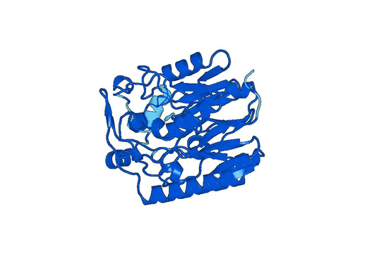 Recombinant Human GATM Protein, N-His
