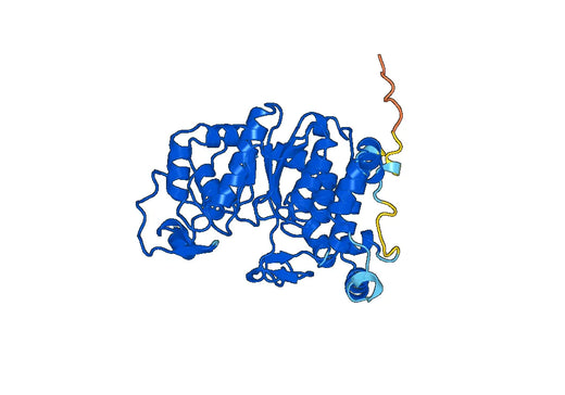 Recombinant Human GCNT1 Protein, N-His