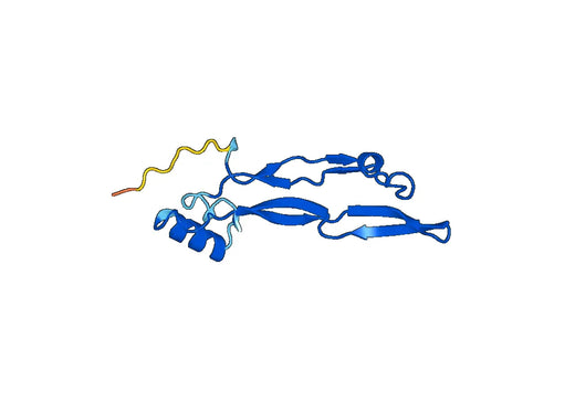 Recombinant Human GDF3, N-His