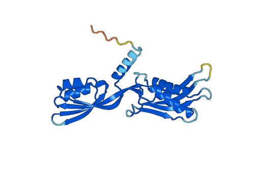 Recombinant Human GFM1 Protein, N-His
