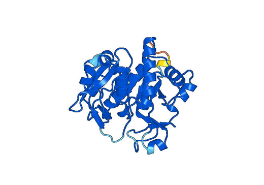 Recombinant Human GGH Protein, N-His