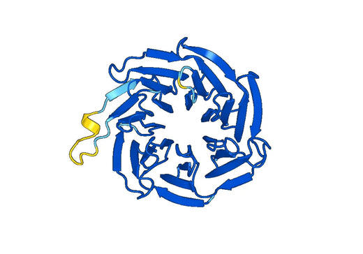 Recombinant Human GNB5 Protein, N-His