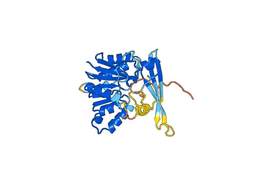 Recombinant Human GNMT, N-His