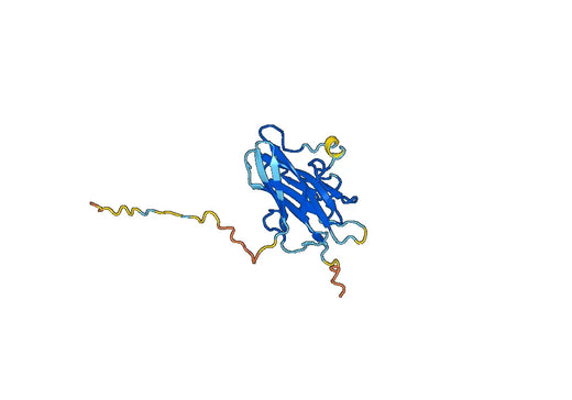 Recombinant Human GP2, N-His
