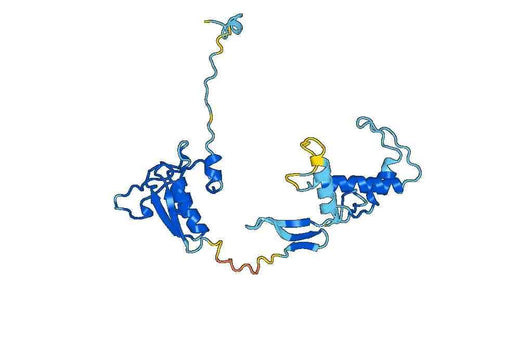 Recombinant Human GRIK2, N-His