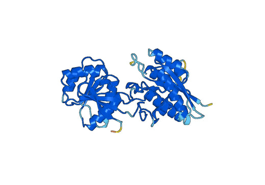 Recombinant Human GRIN1/NMDAR1 Protein, N-His & C-strep