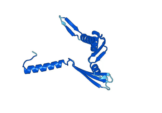 Recombinant Human GRP78/HSPA5 Protein, N-His