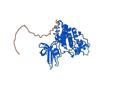 Recombinant Human GSK3A Protein, N-His
