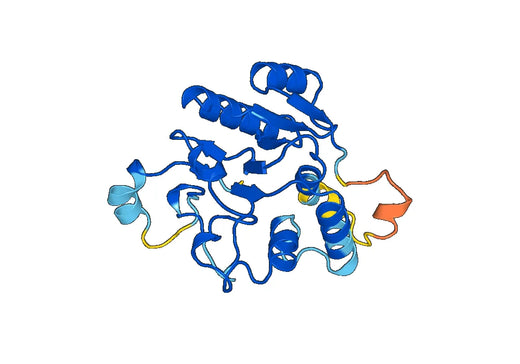 Recombinant Human GYG1 Protein, N-His-SUMO