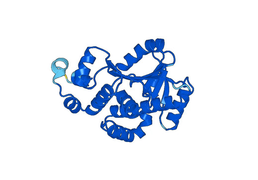 Recombinant Human GYS1 Protein, N-His