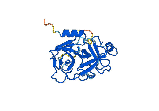 Recombinant Human GZMK, N-His
