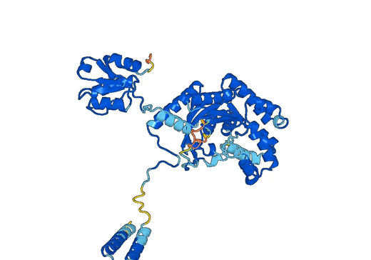 Recombinant Human HARS1 Protein, N-His