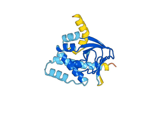 Recombinant Human HCN2 Protein, N-His