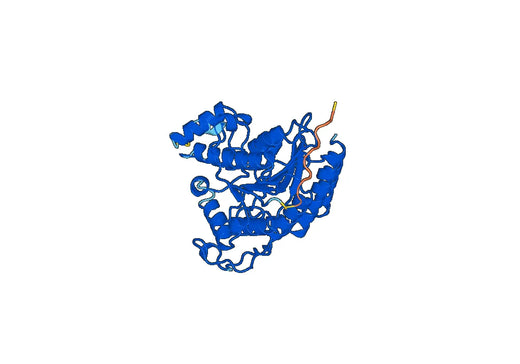 Recombinant Human HDAC8 Protein, C-His