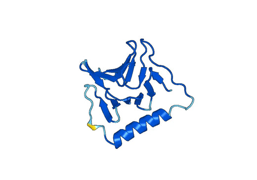 Recombinant Human HECTD1 Protein, N-His