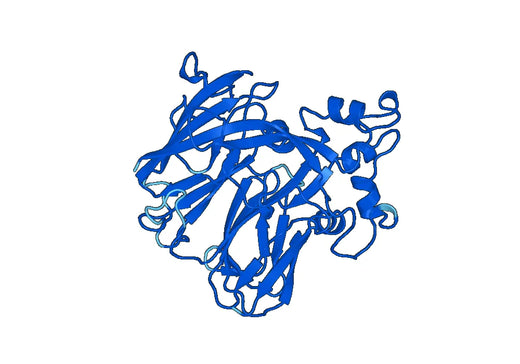 Recombinant Human HEPH, N-His
