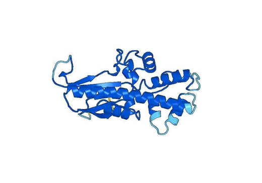 Recombinant Human HK3, N-His