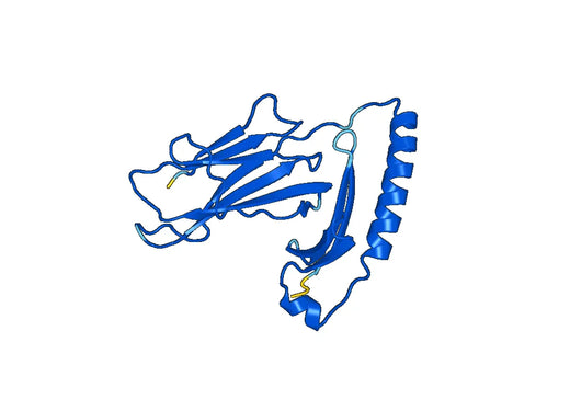 Recombinant Human HLA-DRA Protein, C-strep