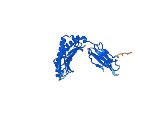 Recombinant Human HLA-F Protein, N-His