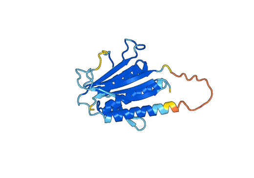 Recombinant Human HORMAD1 Protein, N-His