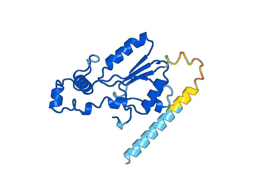 Recombinant Human HS2ST1, N-His