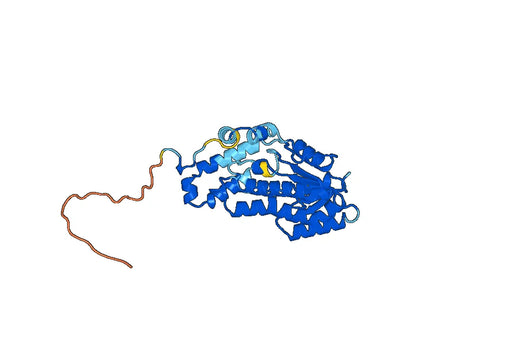 Recombinant Human HSD11B2, N-His