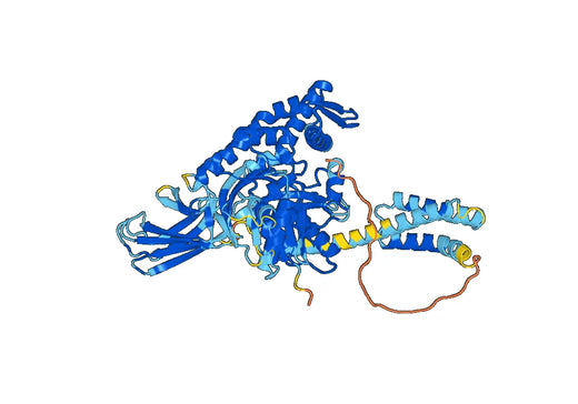 Recombinant Human HSPA1B/HSP70-2 Protein, N-His