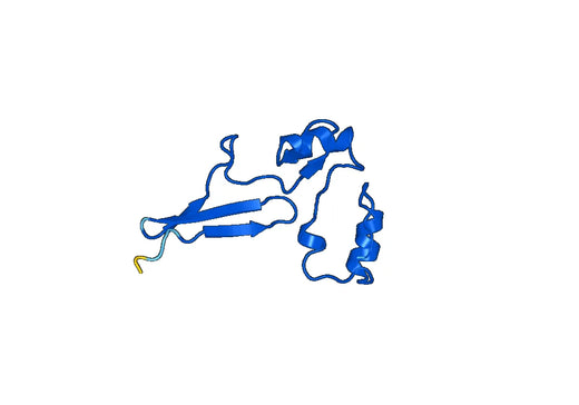Recombinant Human HSPA2, N-His