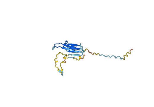 Recombinant Human HSPB2, N-His