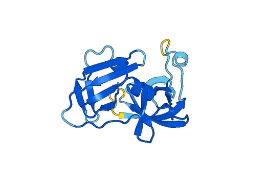 Recombinant Human HTRA1, N-His