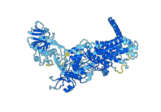 Recombinant Human IARS1 Protein, N-His