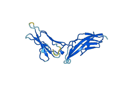 Recombinant Human IFNGR2 Protein, N-His
