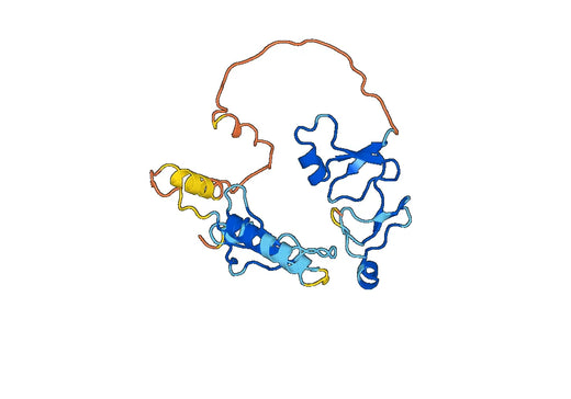 Recombinant Human IGFBP1 Protein, C-His