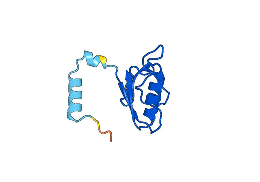 Recombinant Human IL16 Protein, N-His-SUMO