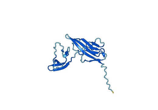 Recombinant Human IL1RAP, N-His