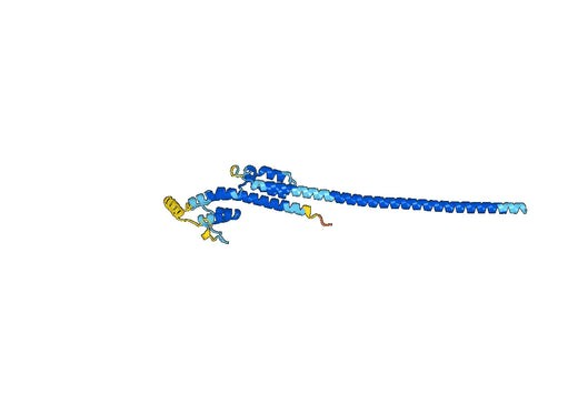 Recombinant Human IMMT Protein, N-His